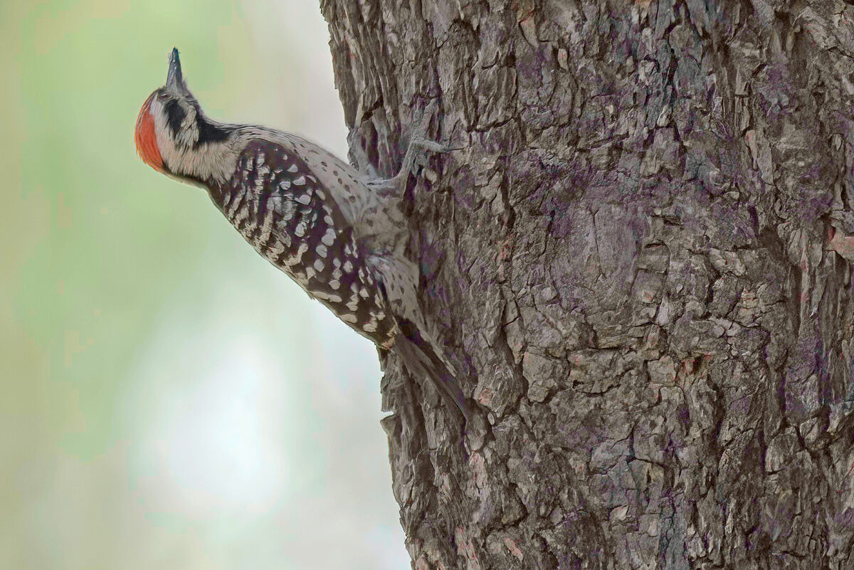 Ladderback Woodpecker (male)...