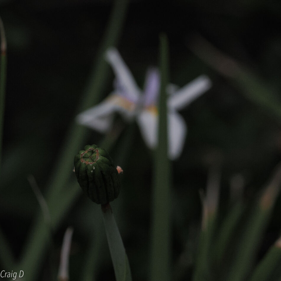 Wild Iris bud...