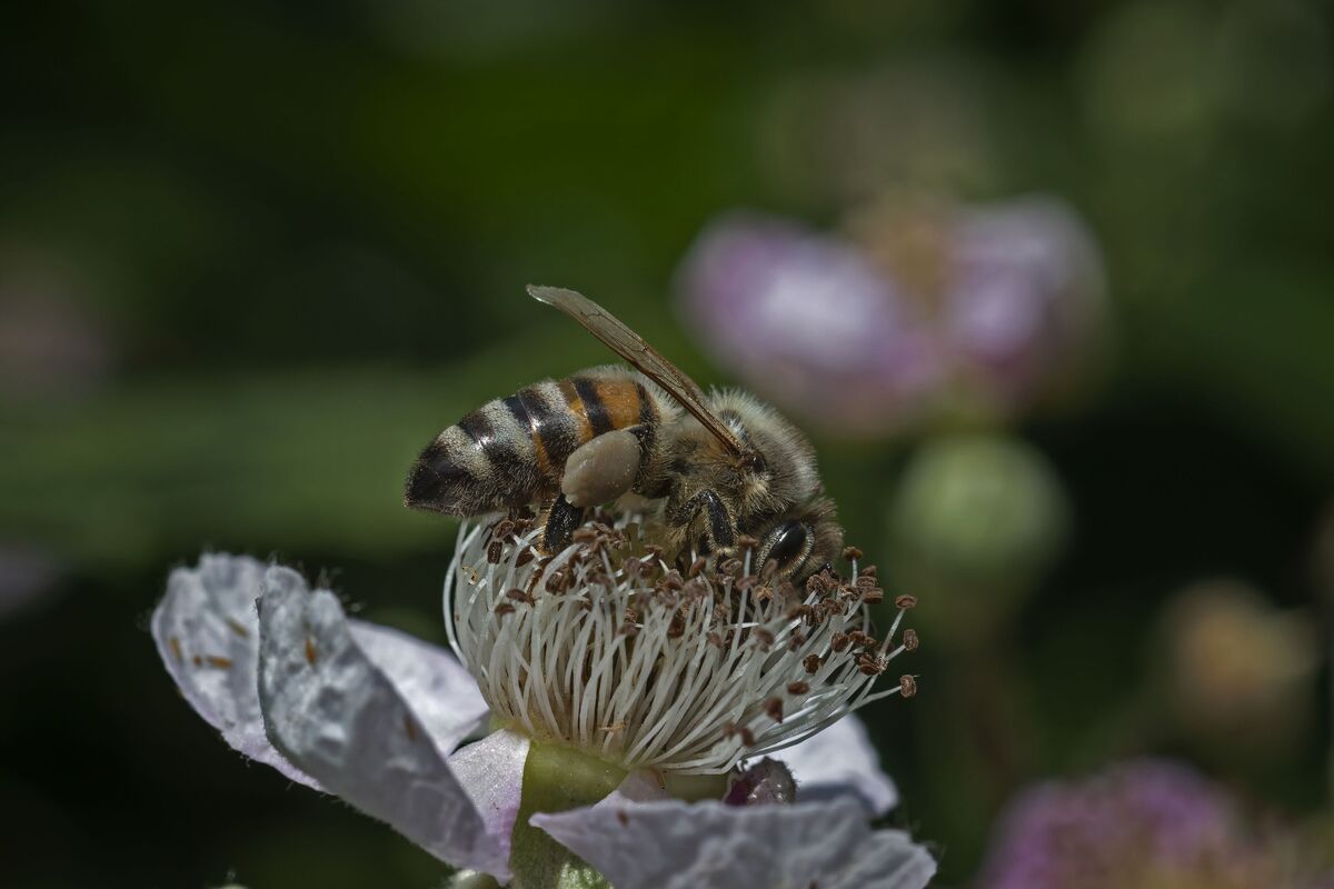 Honeybee on blackberry blossom...