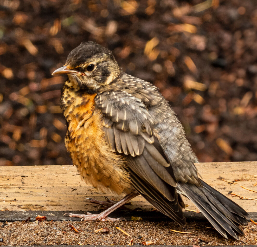 A fledgling robin, I think....