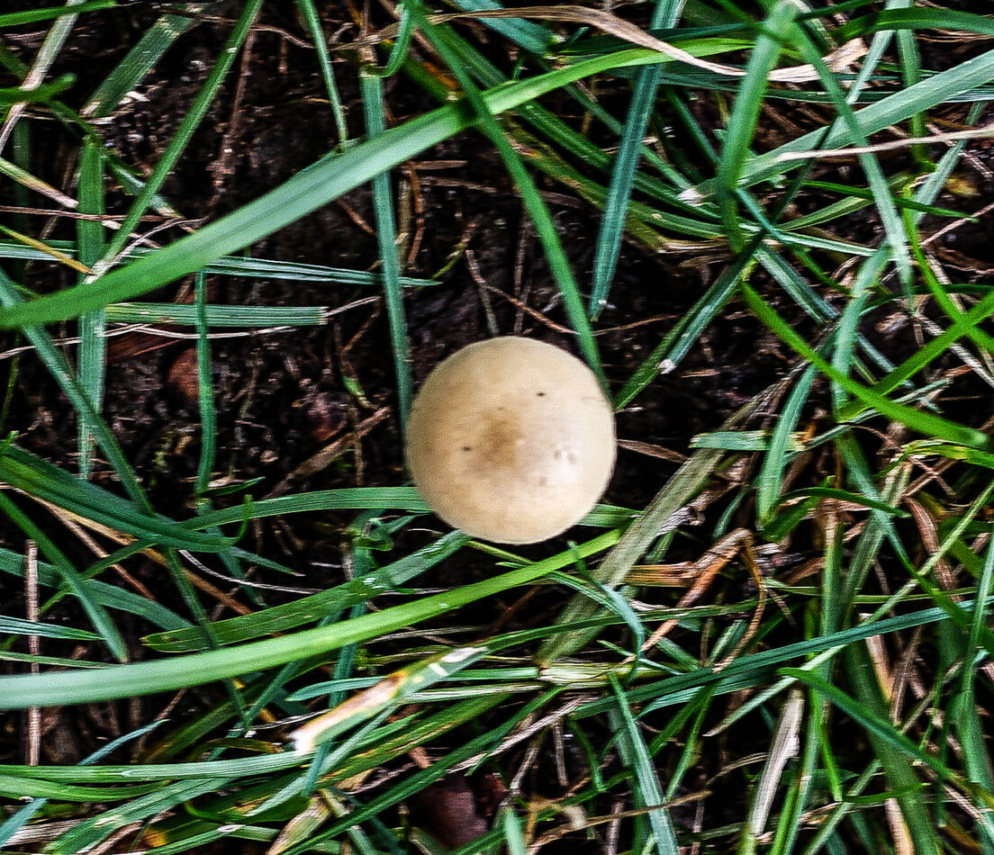 That's not a mushroom......