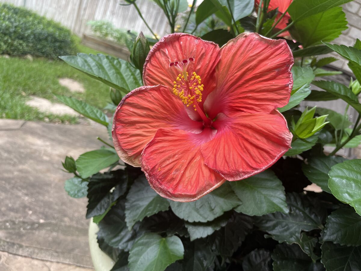 A neighbor’s plant caught my eye.  Should work wel...