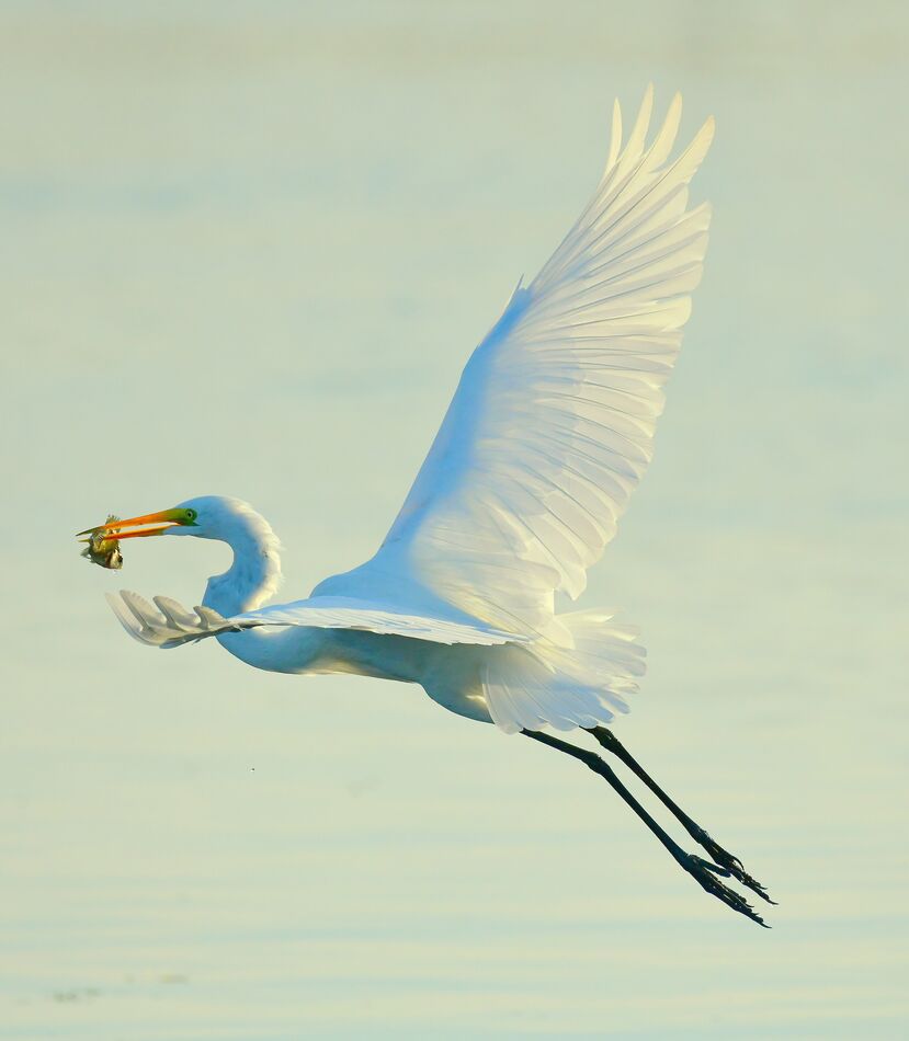 Great White Egret On Angels Wings. Lake Apopka.