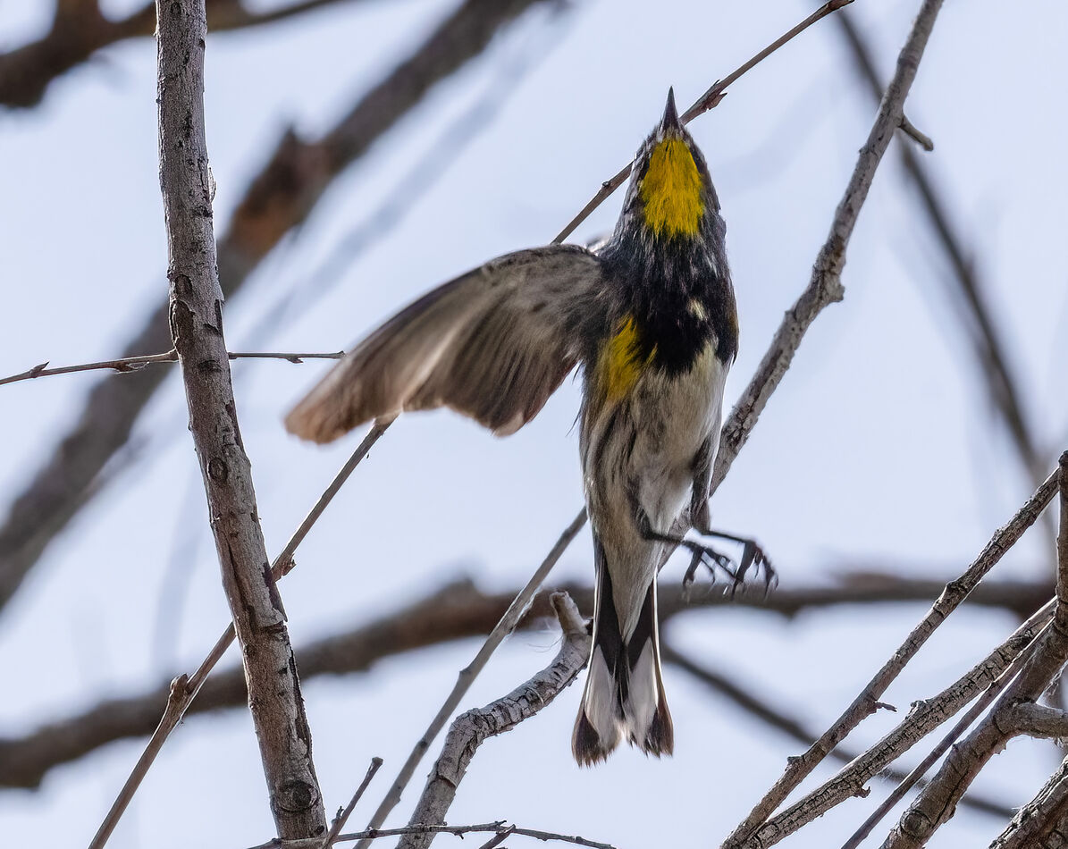 Yellow-rumped Warbler...