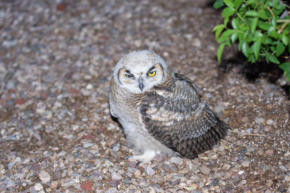 Fledgling Great Horned Owl...