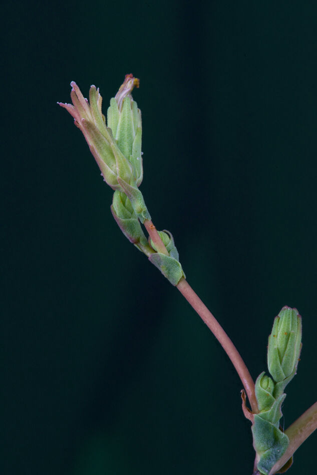 From my weed patch: according to Pl ntnet Prickley Lettuce I find it
