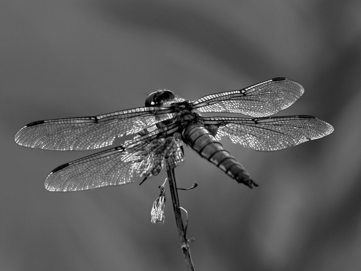The Old Warrior Resting from her bug captures, the World's Most