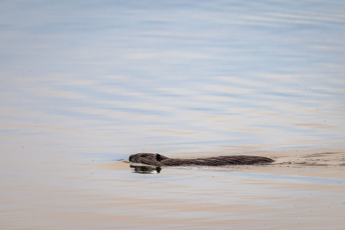 Shortly after the above photos this otter was nice...
