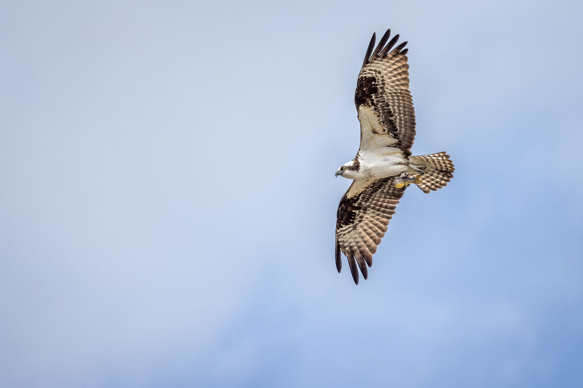 If an osprey flies by with a half eaten fish, you ...