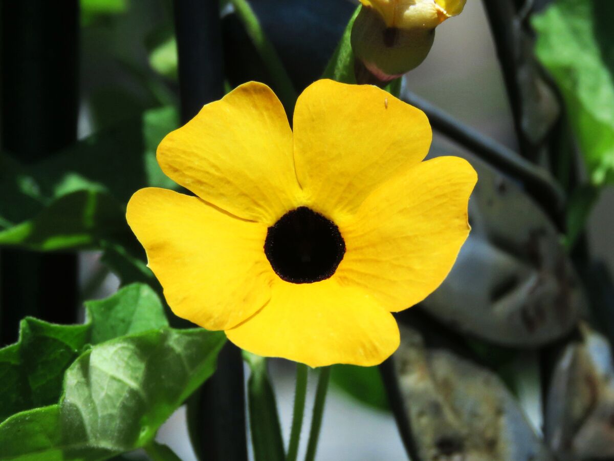 i saw this yellow flower in the library garden....