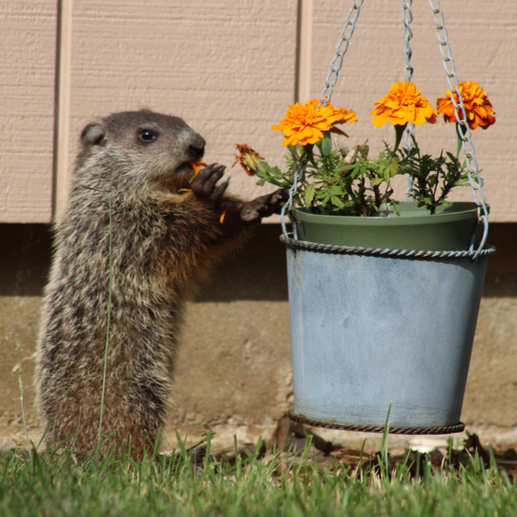 Take time to stop and eat the flowers: A groundhog had her litter under