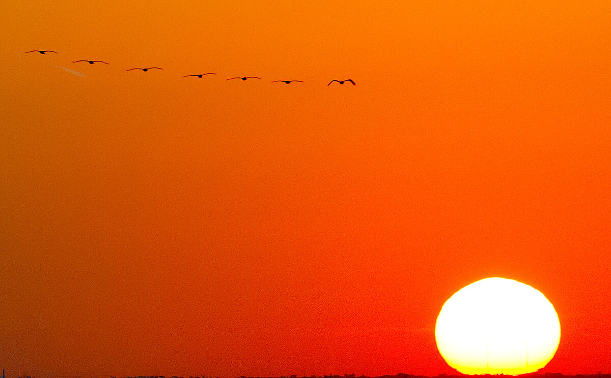 Birds Chasing the Sun...