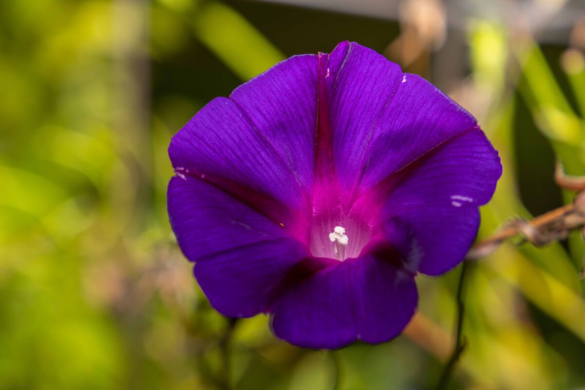 Yard Flowers Some shots around the house of flowers. sm23...