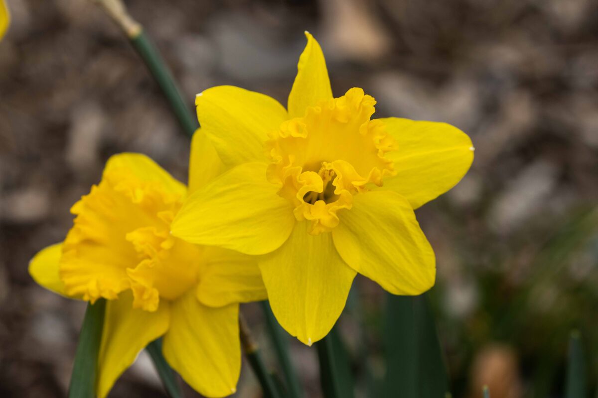 Yard Flowers Some shots around the house of flowers. sm23...