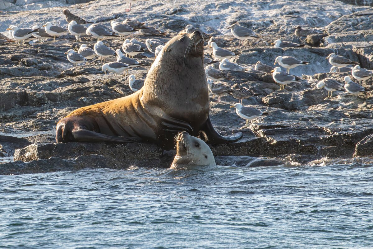 2. Steller sea lions on a rock across from the lig...