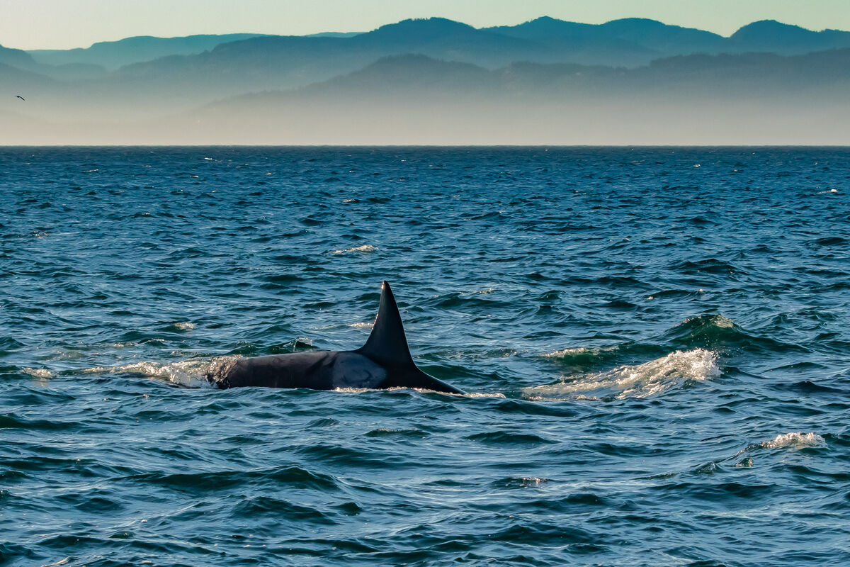 3. Transient Orca with the Olympic Mountains in a ...