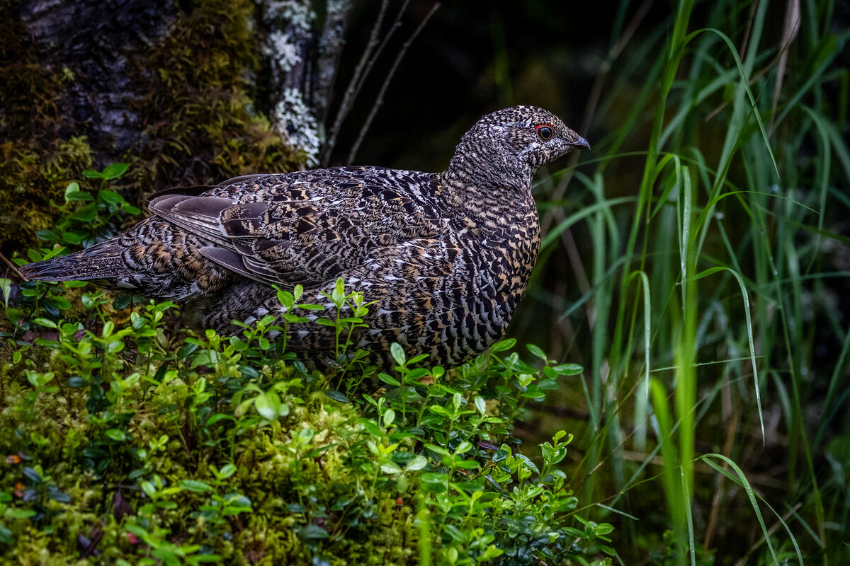 And a grouse on the way to the falls one morning....