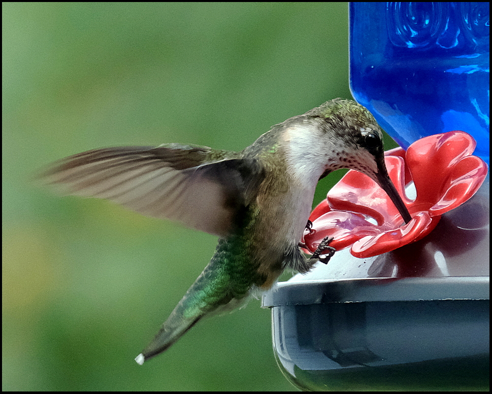 2. One of the hummers that visit the feeder....