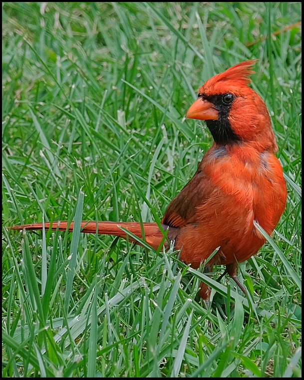 5. One of our Cardinal visitors....