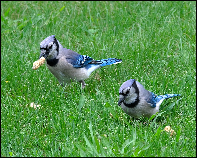 8. Two Bluejays scarfing up peanuts....