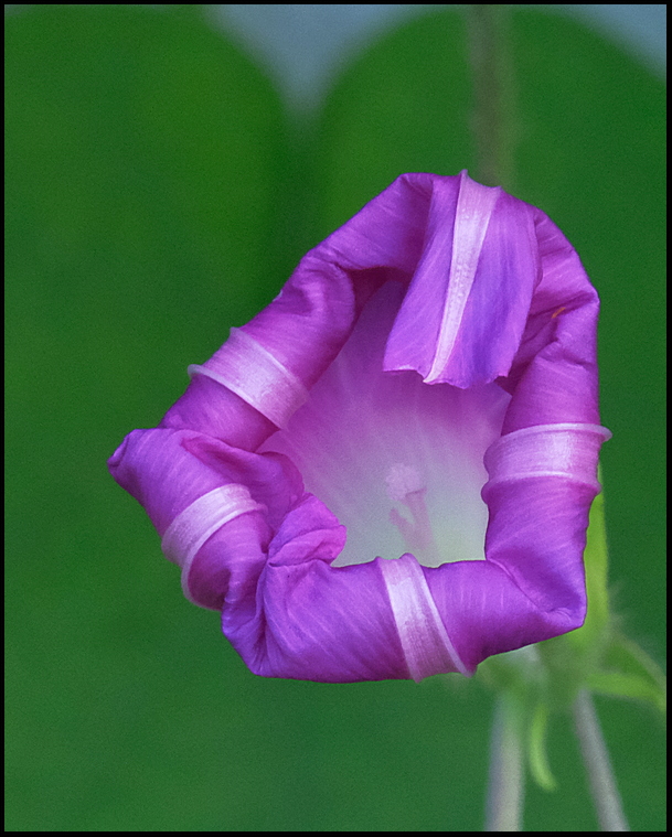 10. One of many Morning Glories that have taken ov...