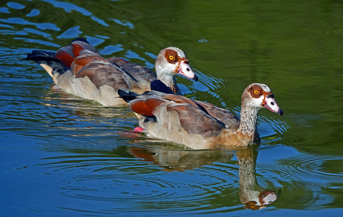 Female / Male Egyptian Geese...