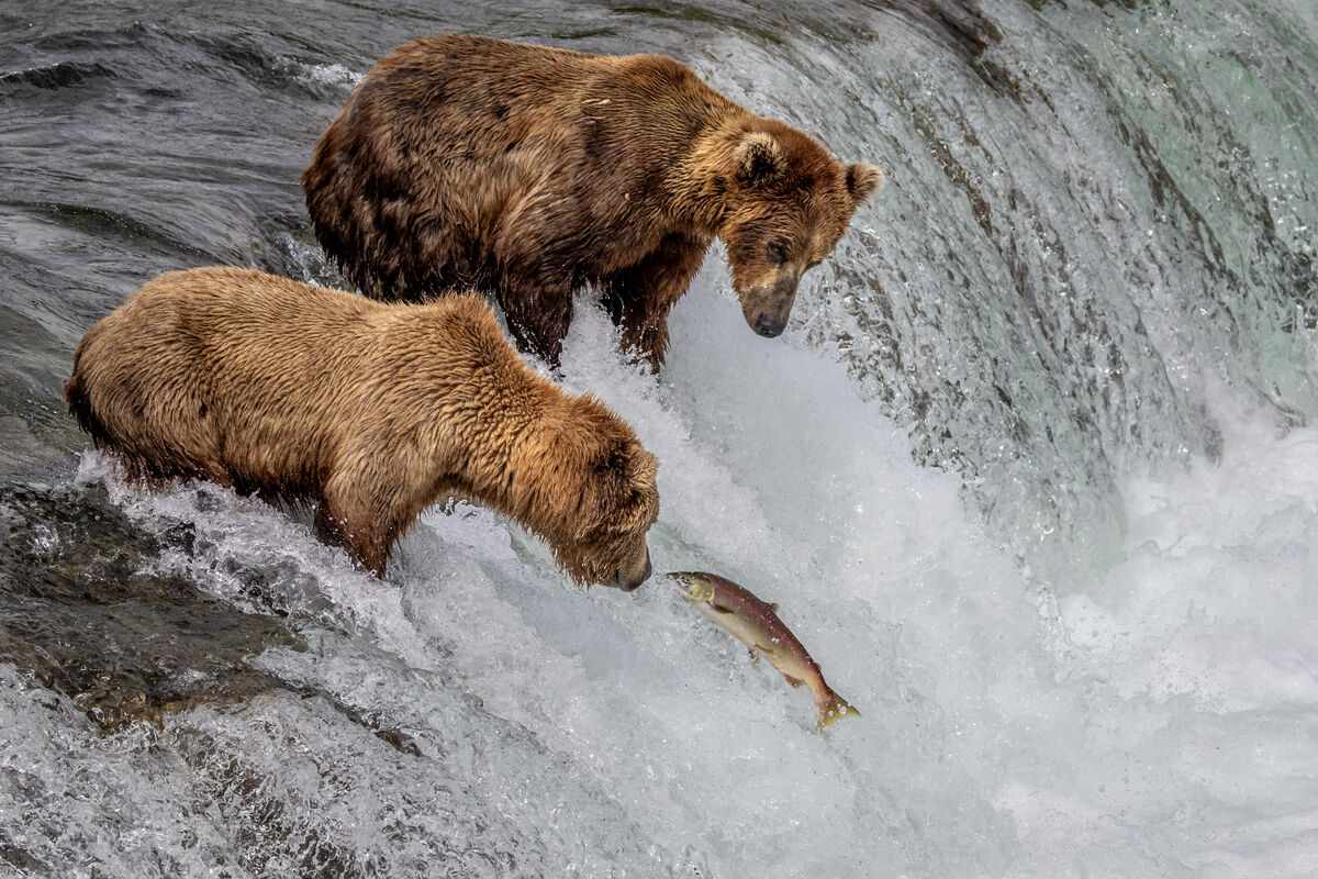 I think this salmon was going to bite the bear on ...