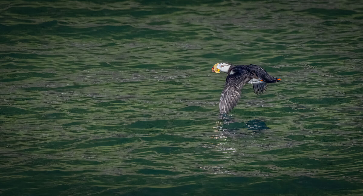 Another puffin was kind enough to fly by!...