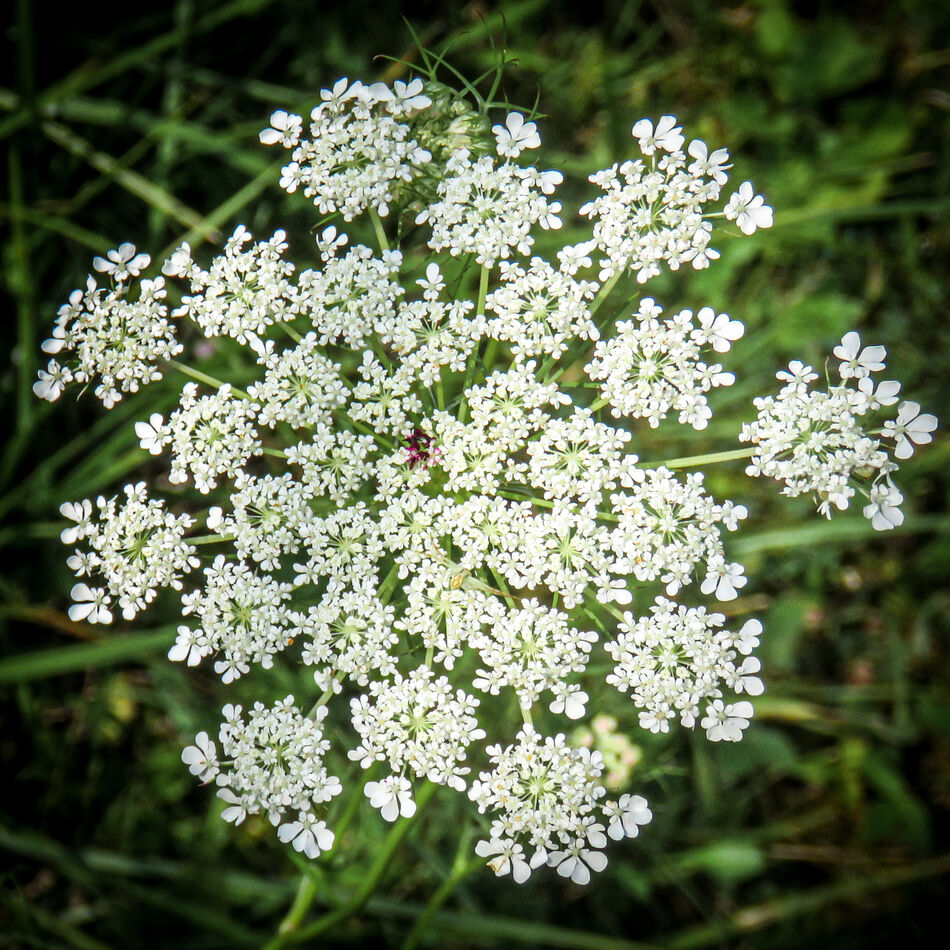 Carrot Top, aka Queen Anne's Lace...