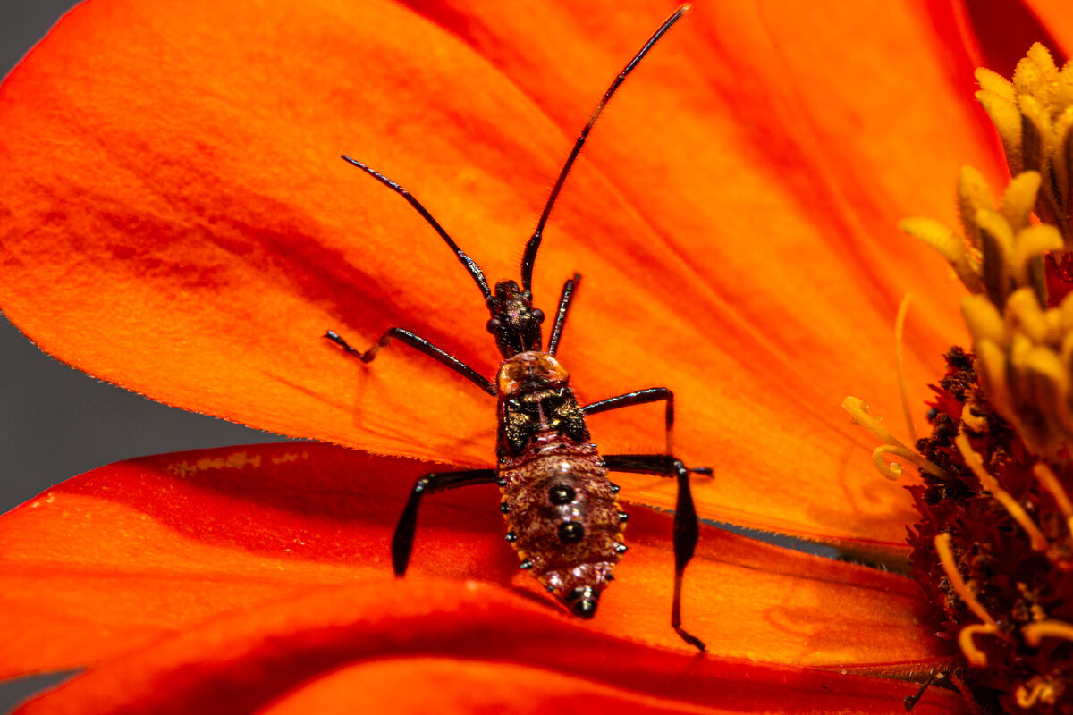 Hemipteran on the Zinnia: I saw him on the way to church and took a ...