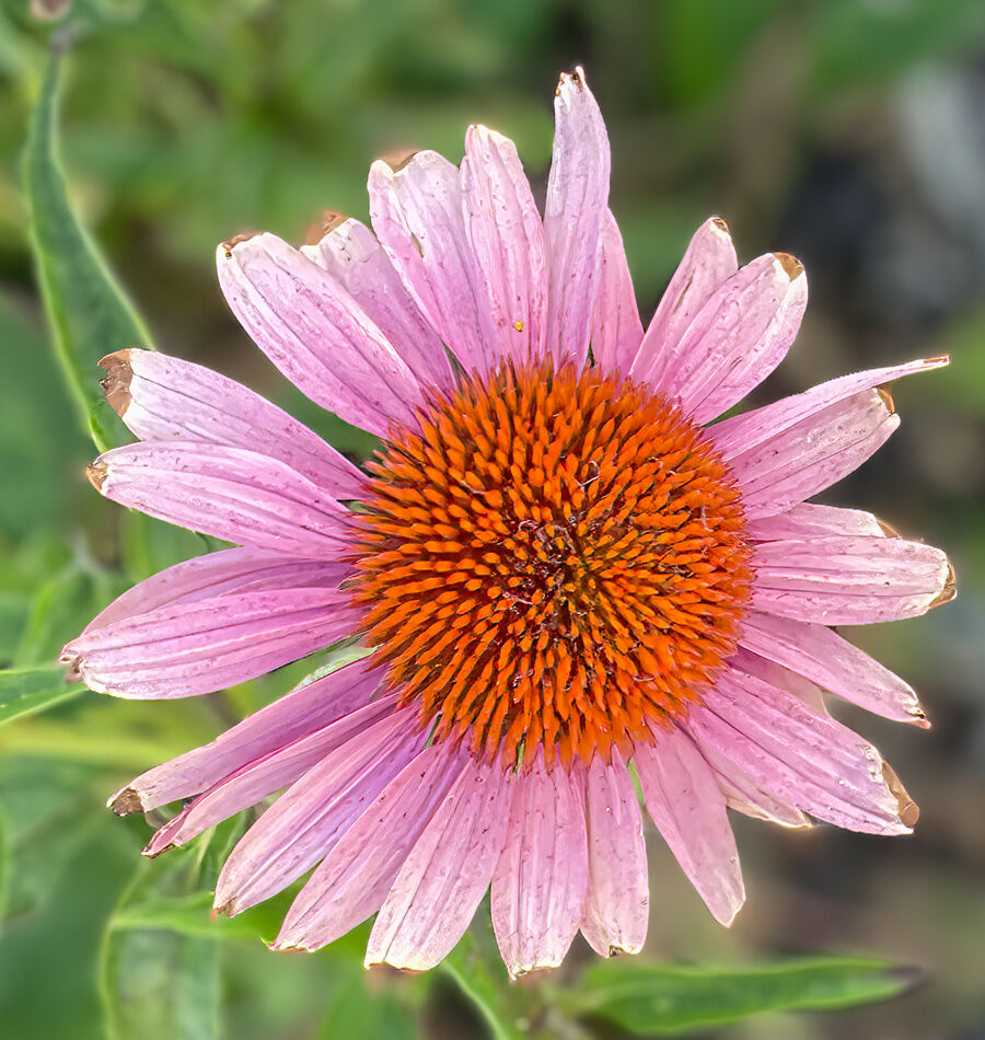 Another cone flower...