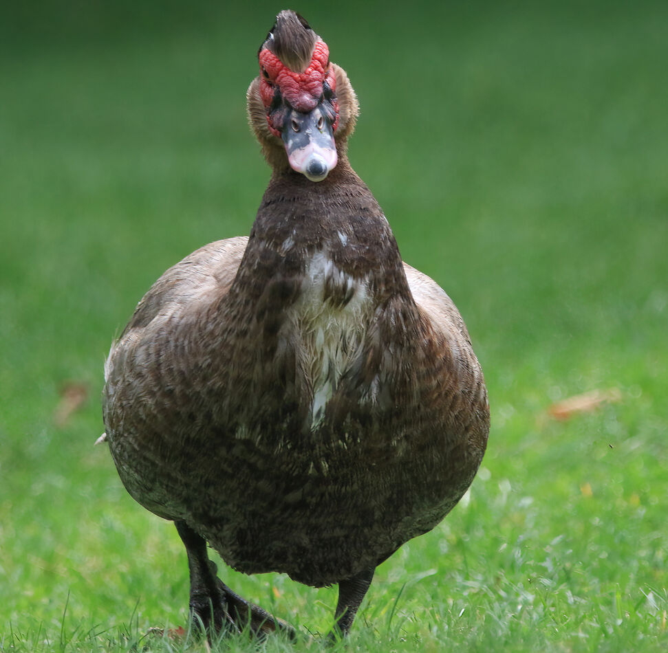 One Ugly Duck: In our local park, there's a domestic Muscovy male duck who  I think should be called Elvis. But he sure is one ugly duck but actually  waddled up to