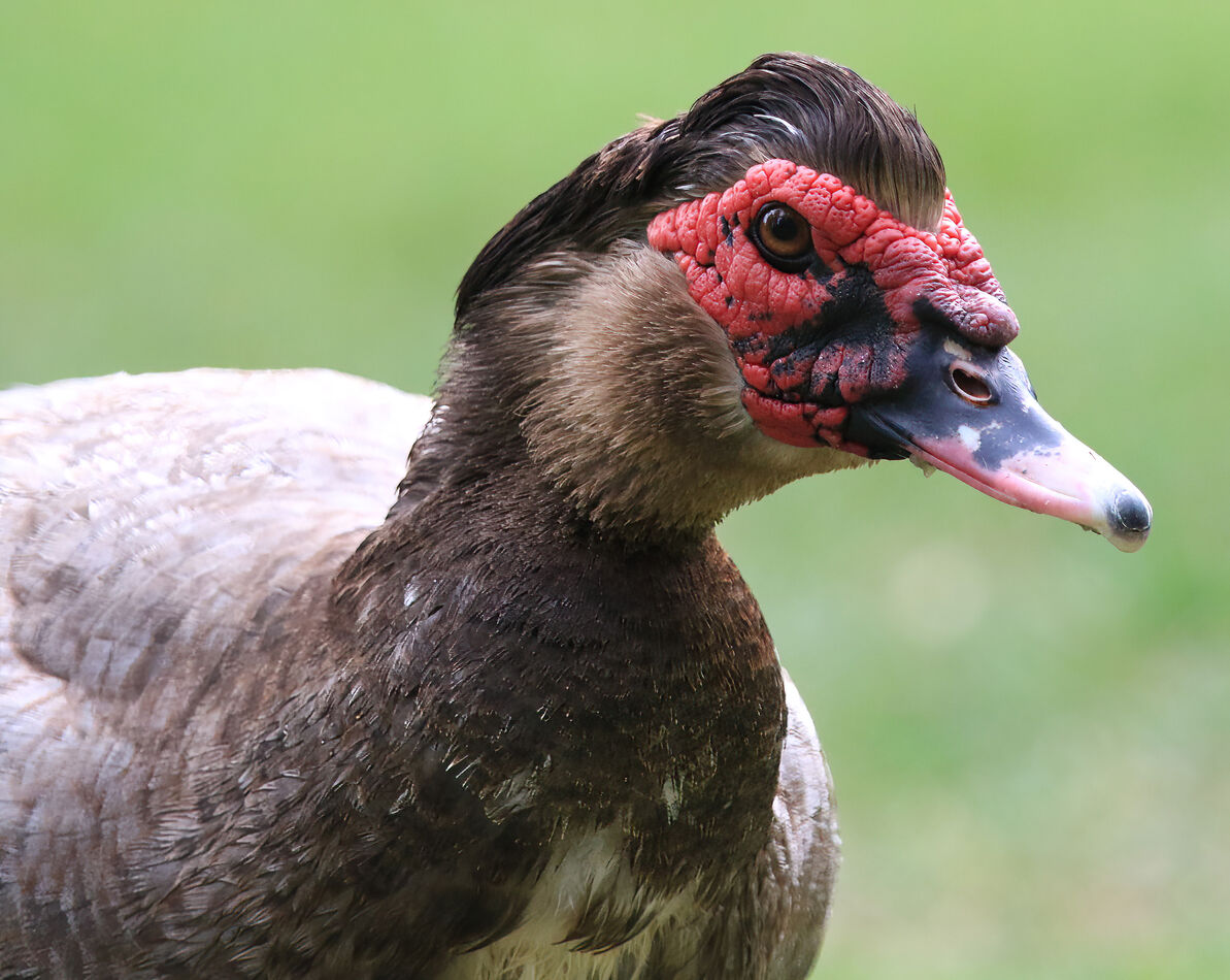One Ugly Duck: In our local park, there's a domestic Muscovy male