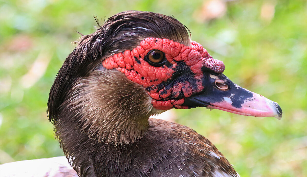 One Ugly Duck: In our local park, there's a domestic Muscovy male duck who  I think should be called Elvis. But he sure is one ugly duck but actually  waddled up to