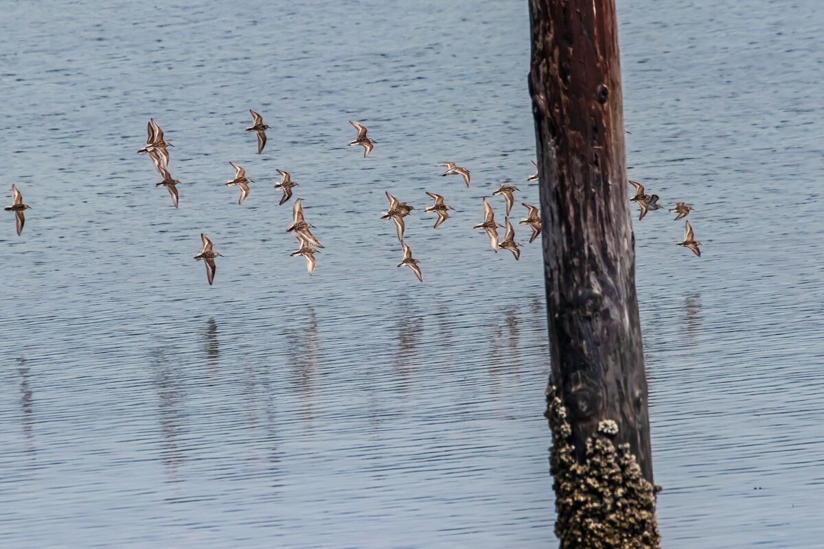 Birds around our vacation cabin Sooke, B.C. on Vancouver island was a