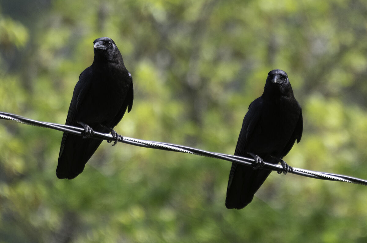 The same bird shot twice. Two birds are better tha...