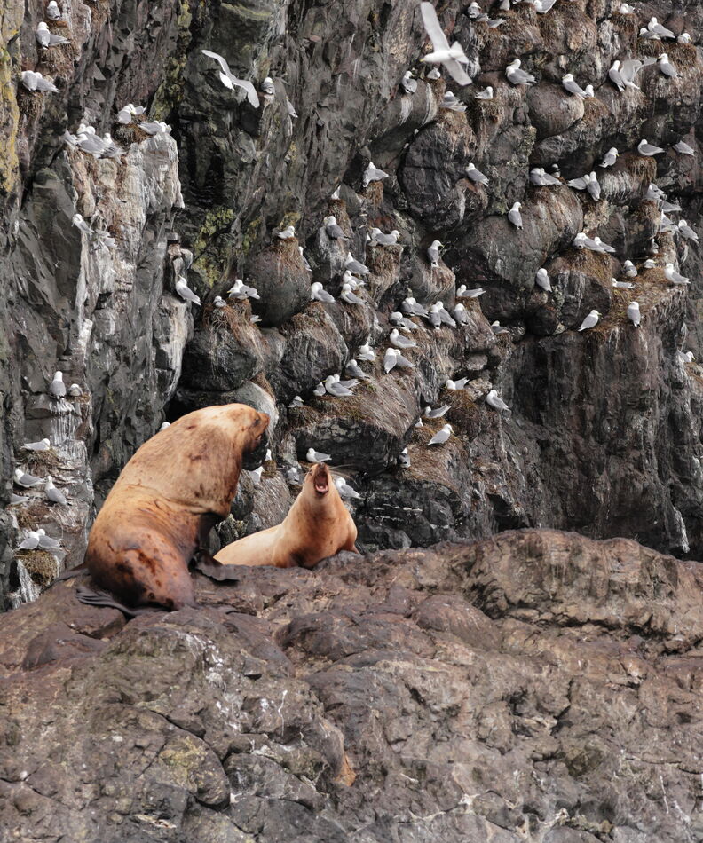 Courtship on Resurrection Bay AK: Courtship on Resurrection Bay AK...