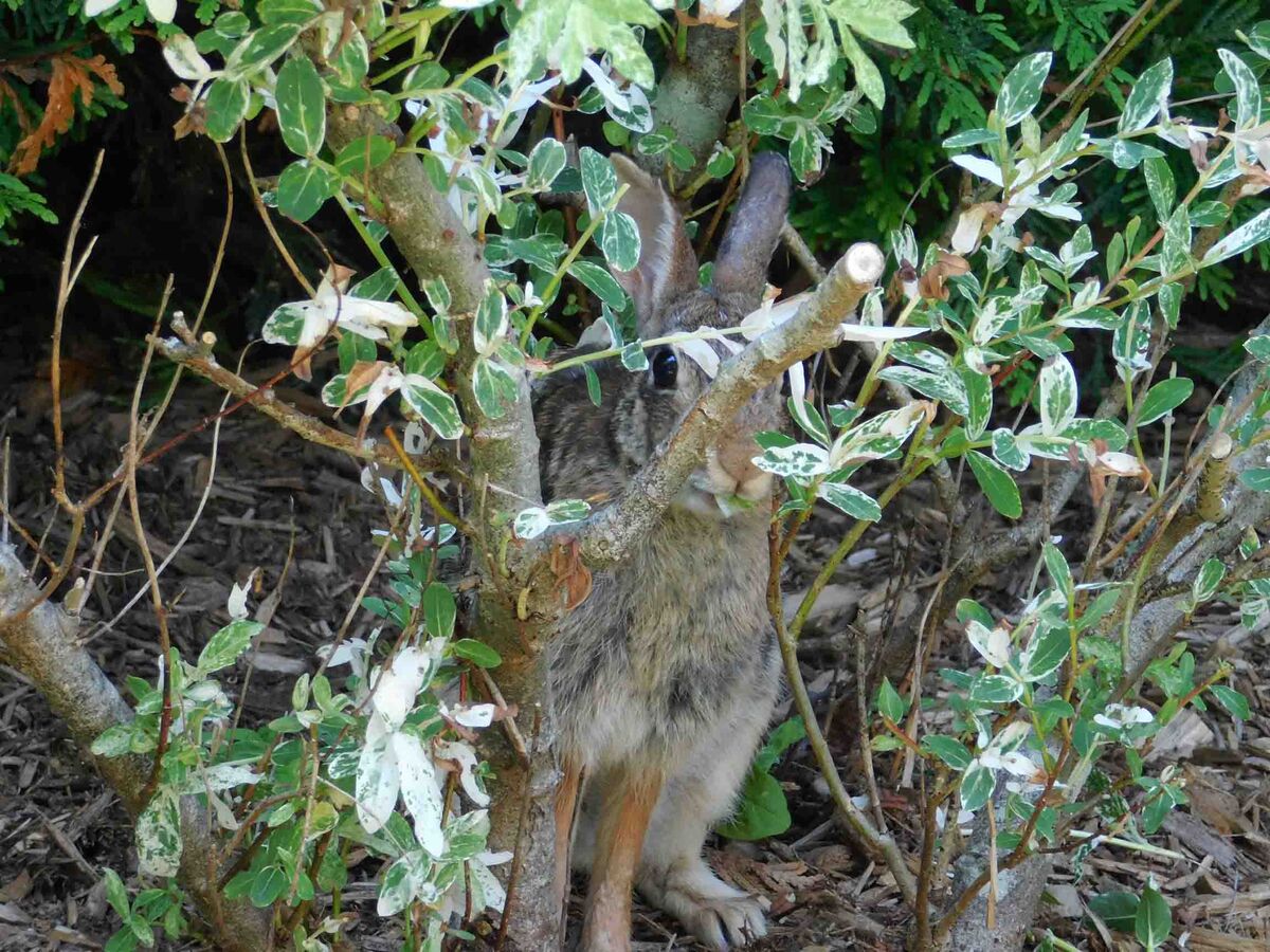 Bad Bunny Bunnies are awful cute, but they can be tough on a landscape