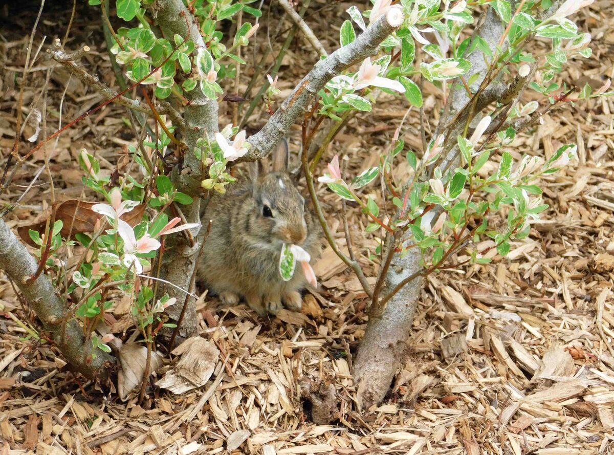 Bad Bunny Bunnies are awful cute, but they can be tough on a landscape