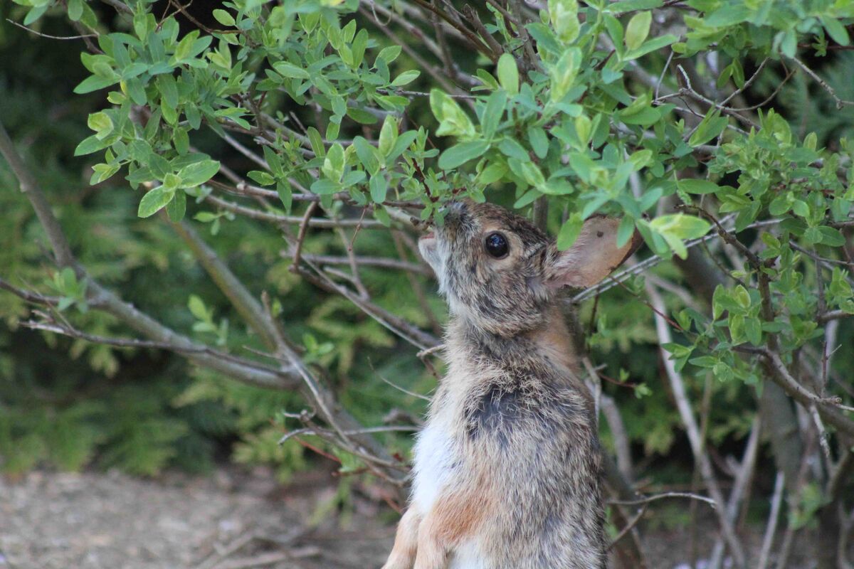 Bad Bunny Bunnies are awful cute, but they can be tough on a landscape