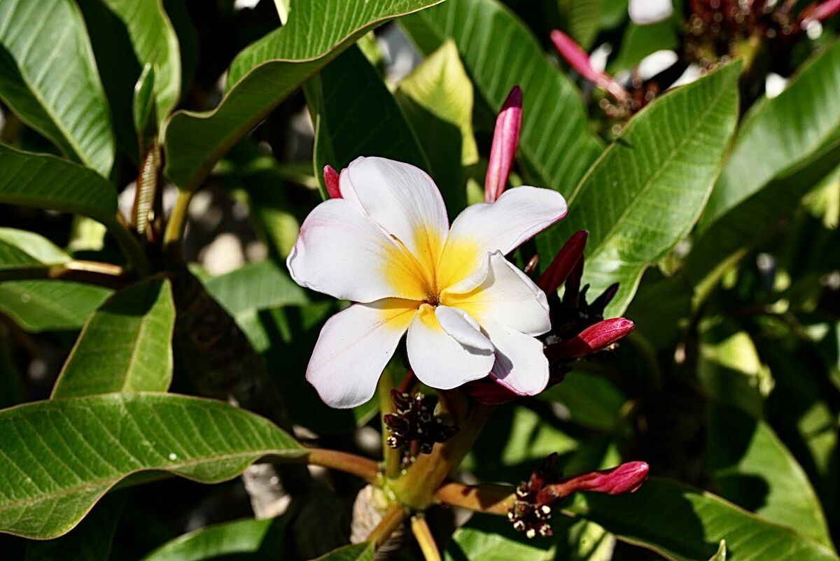 Smells sooo good! Plumerias Yum😀👍...