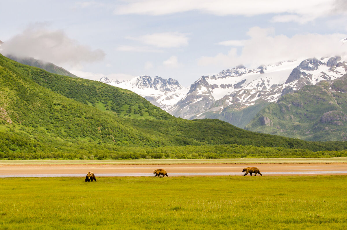 Katmai trio, the one in the middle is a female....