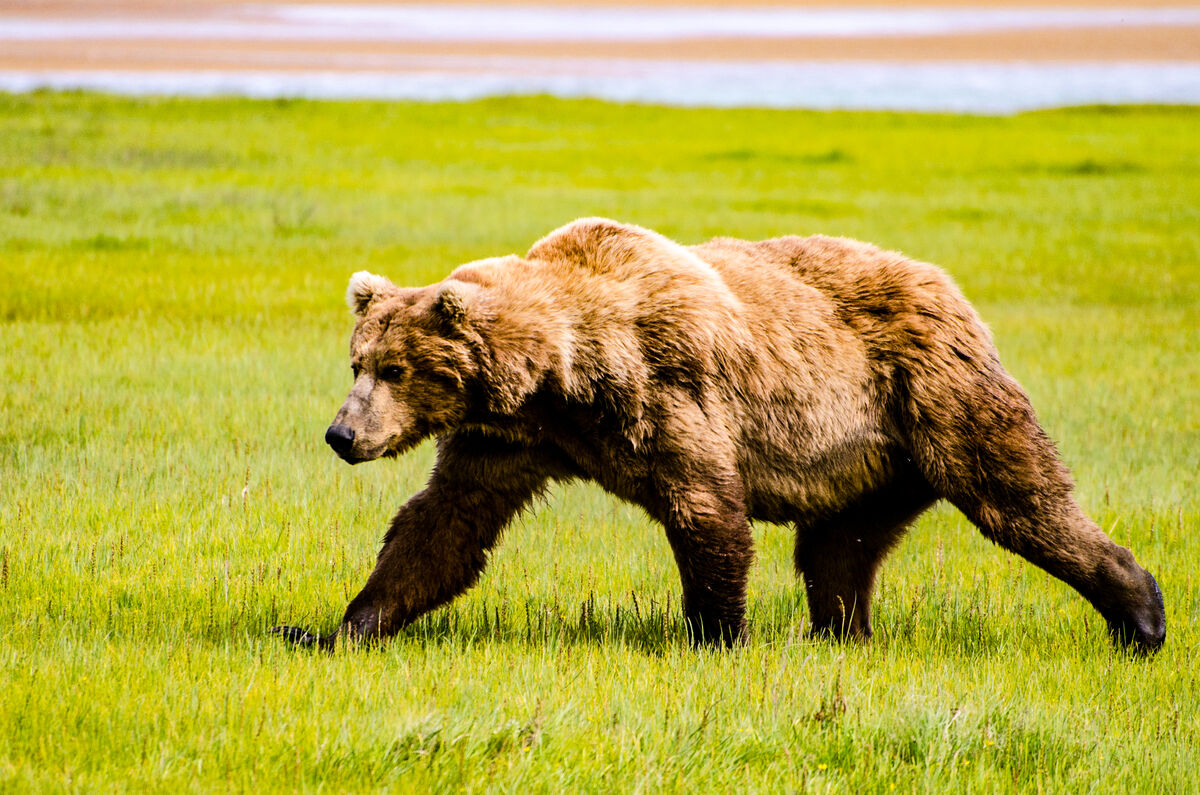 Older/dominate male Brown bear, Katmai NP...