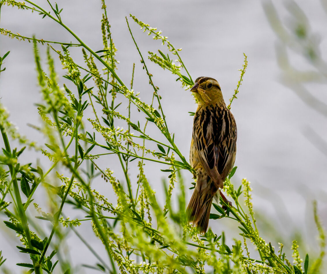 Merlin apps says this is a Bobolink...
