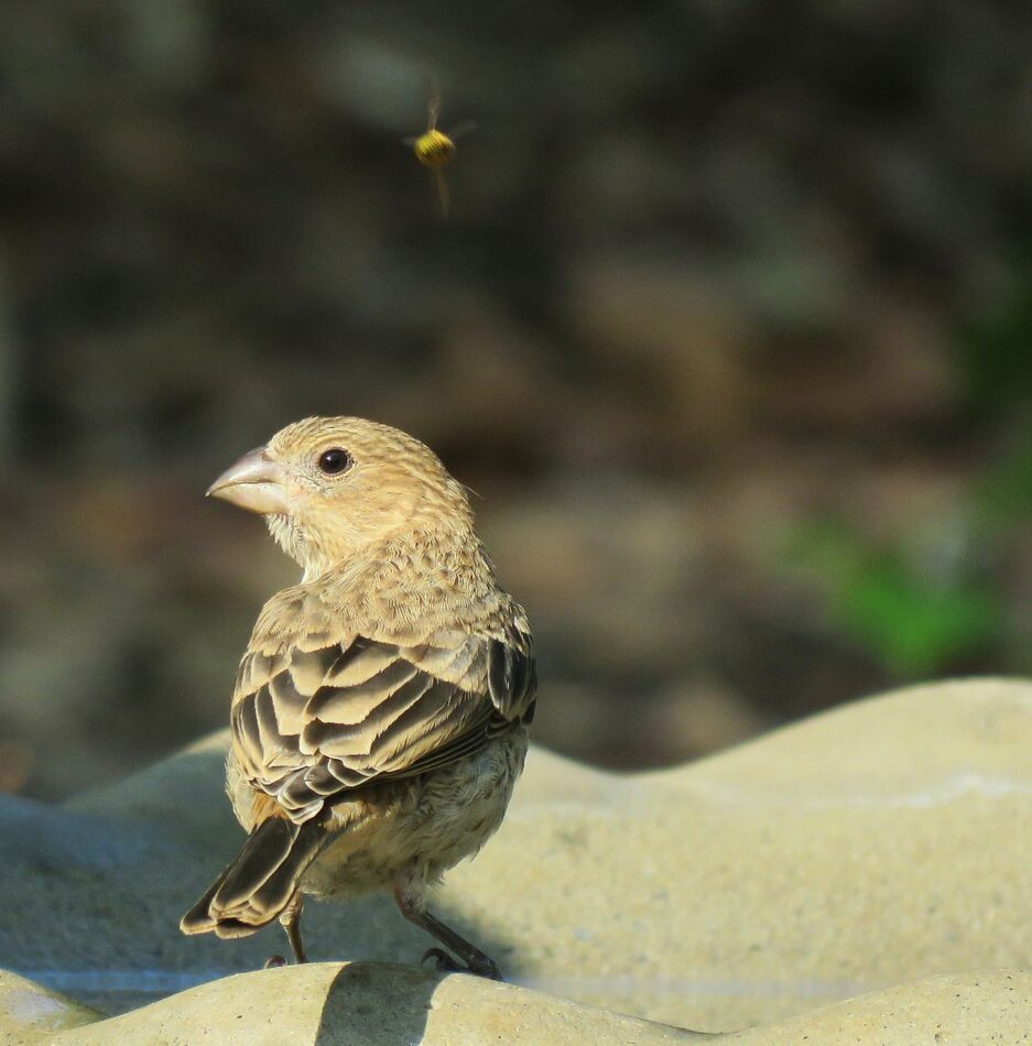 i saw this little house finch on the birdbath this...