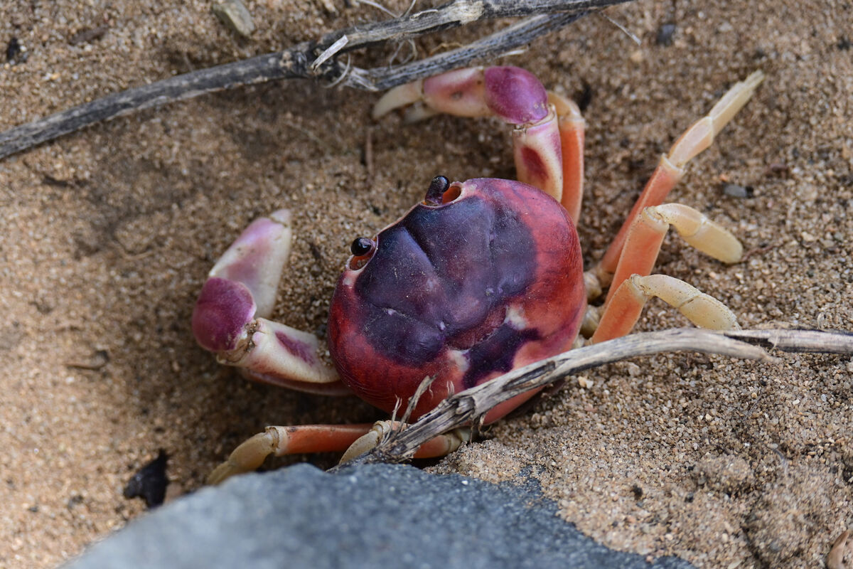 puerto-rican-sand-crab-by-the-escambron-beach-at-san-juan