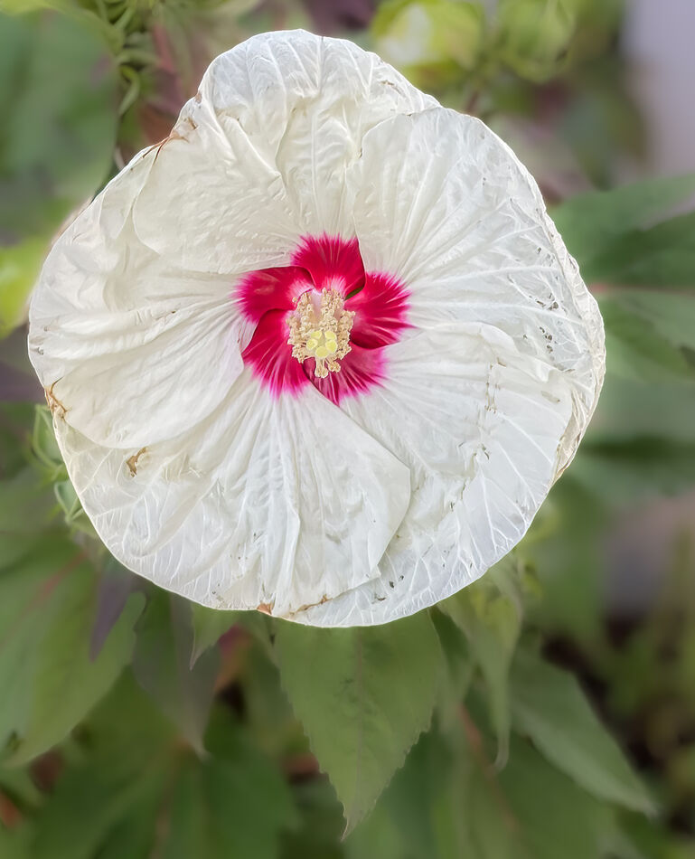White hibiscus...