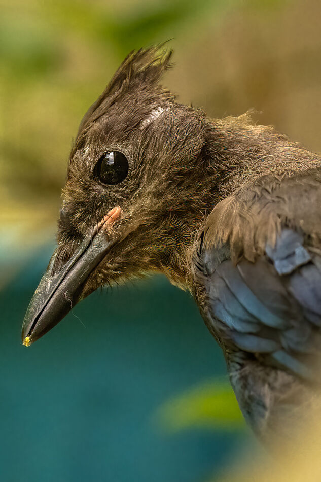 Young Stellar's Jay...