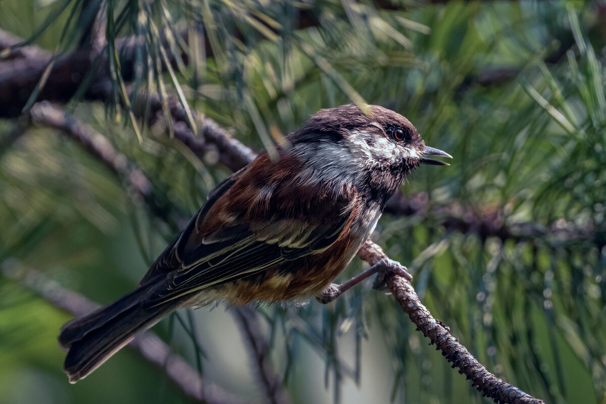 Young Chestnut-backed Chickadee...