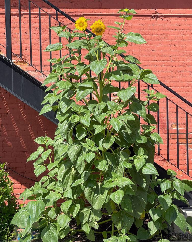 Sunflower outside Midway Mercantile...